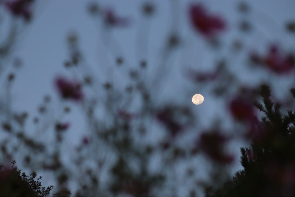 taka_wildflowerさんが投稿した夢の平　コスモス荘に関する口コミの画像