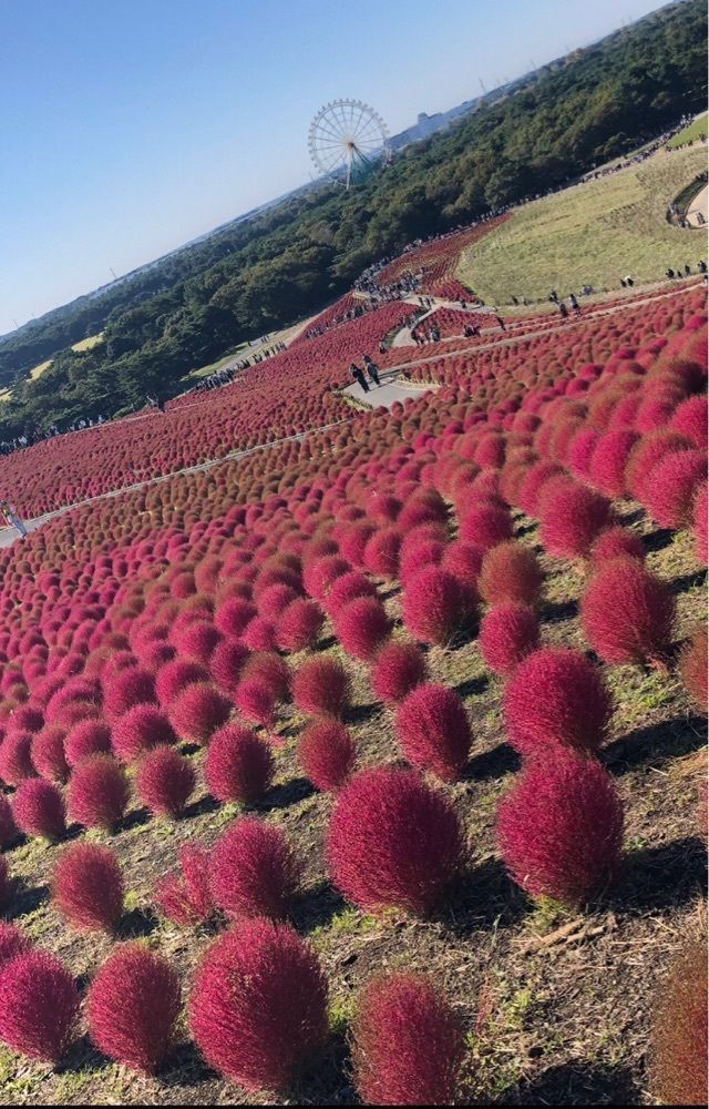 take.aさんが投稿した国営ひたち海浜公園に関する口コミの画像