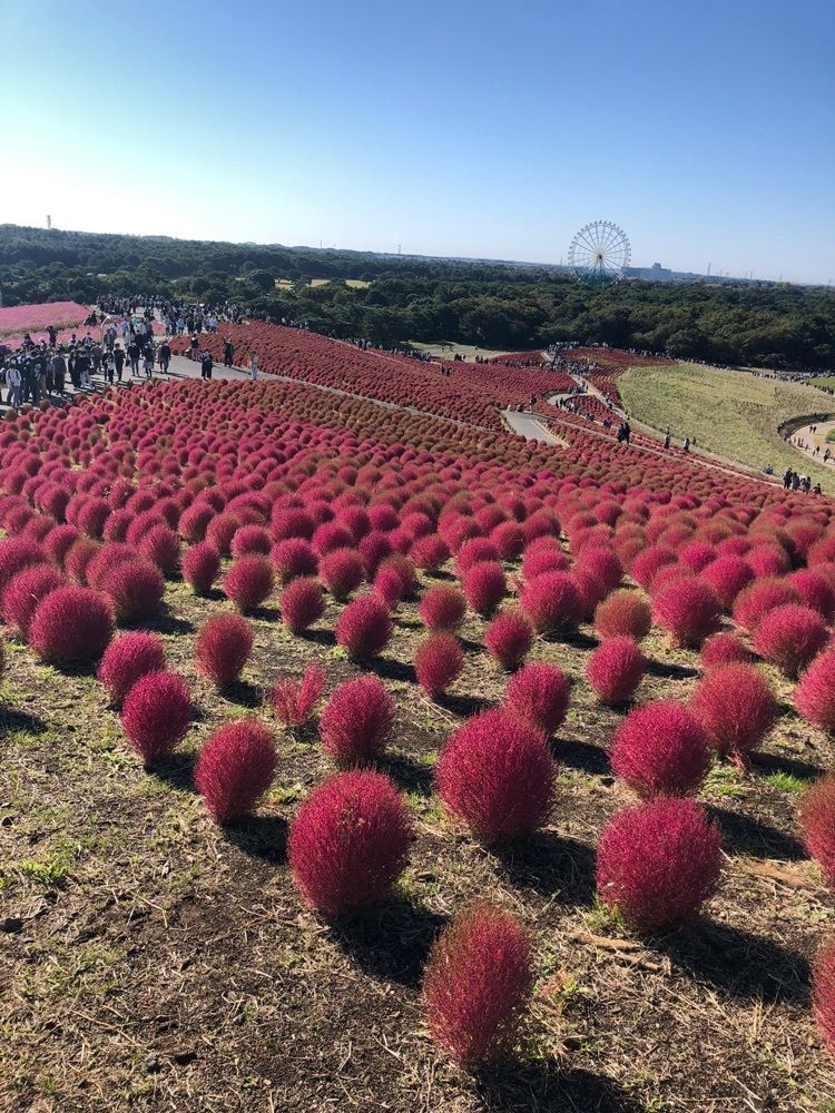 take.aさんが投稿した国営ひたち海浜公園に関する口コミの画像