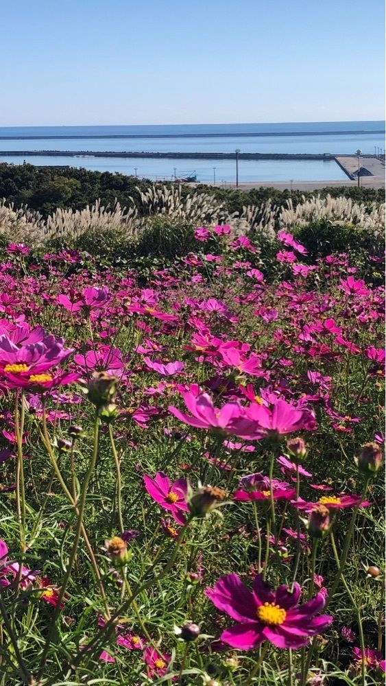 take.aさんが投稿した国営ひたち海浜公園に関する口コミの画像