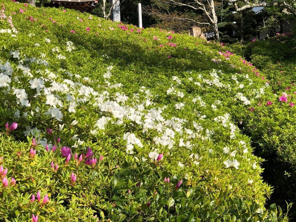 花＊花さんが投稿した林昌寺に関する口コミの画像