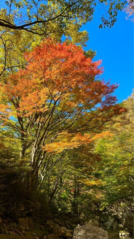 96_take4さんが投稿した小田深山荘に関する口コミの画像