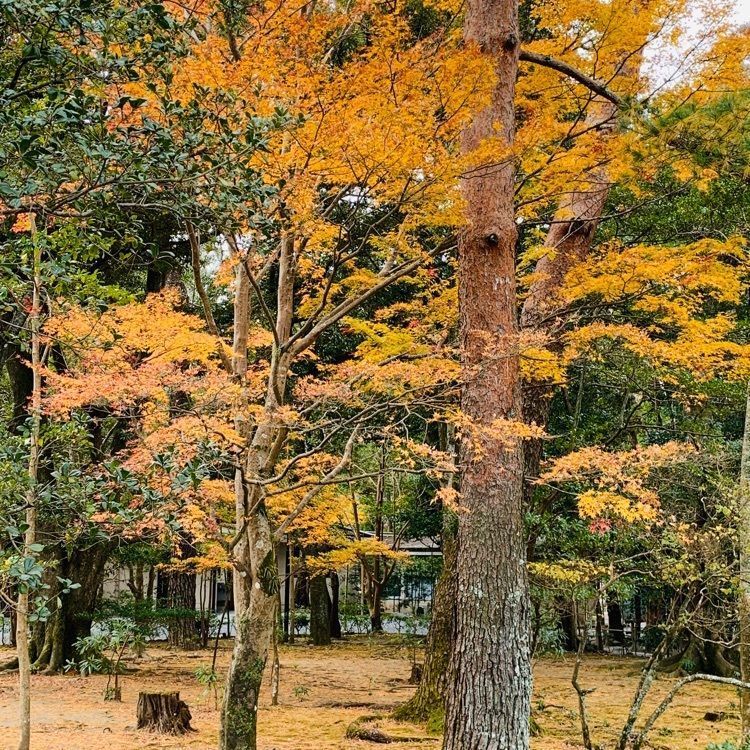 だるま大使さんが投稿した五十鈴公園に関する口コミの画像
