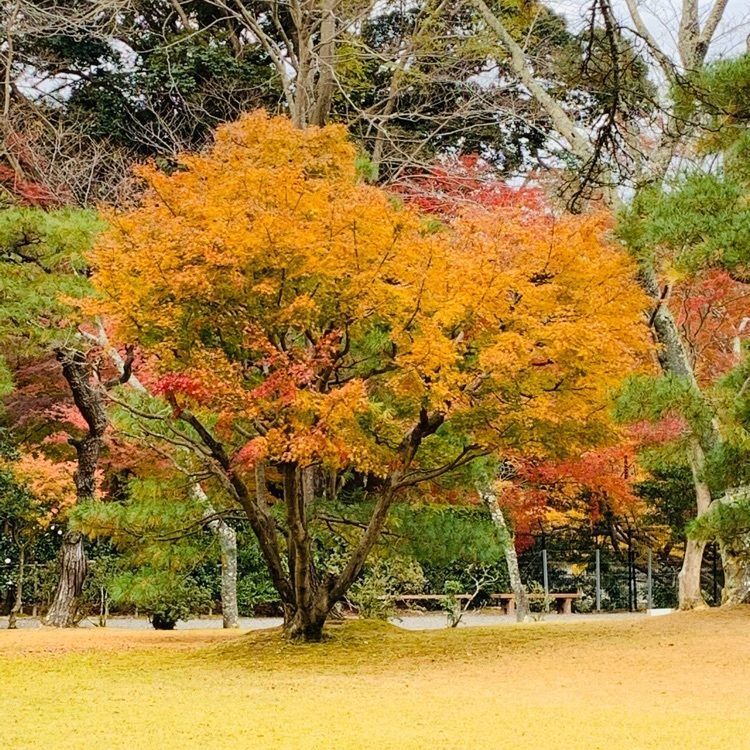 だるま大使さんが投稿した五十鈴公園に関する口コミの画像