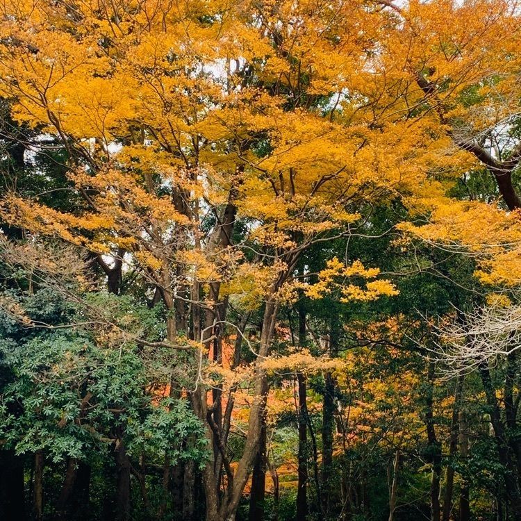 だるま大使さんが投稿した五十鈴公園に関する口コミの画像