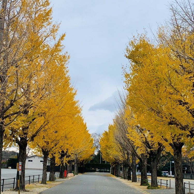 だるま大使さんが投稿した五十鈴公園に関する口コミの画像