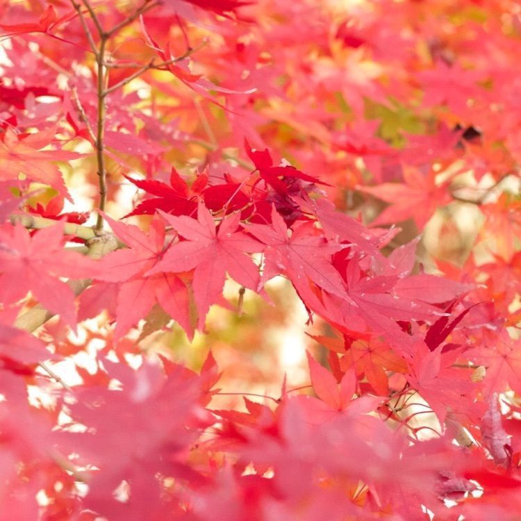 ダイン🎶さんが投稿した芭蕉句碑（ふるさと芭蕉の森公園）に関する口コミの画像