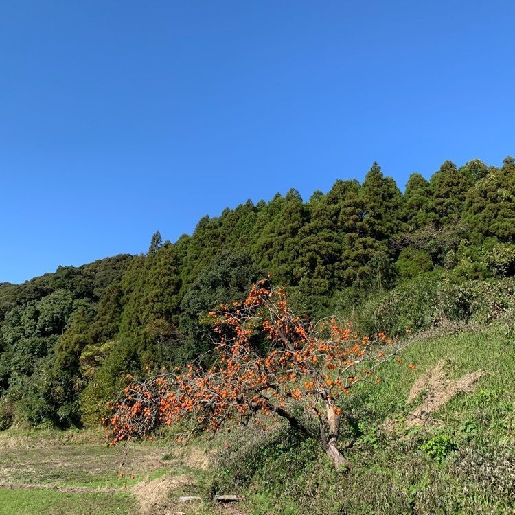 formal_cafeteria_8688さんが投稿した高山城跡に関する口コミの画像
