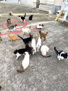 ゆうすげ