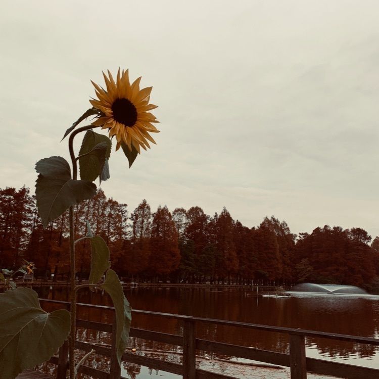 morogareさんが投稿した別所沼公園に関する口コミの画像