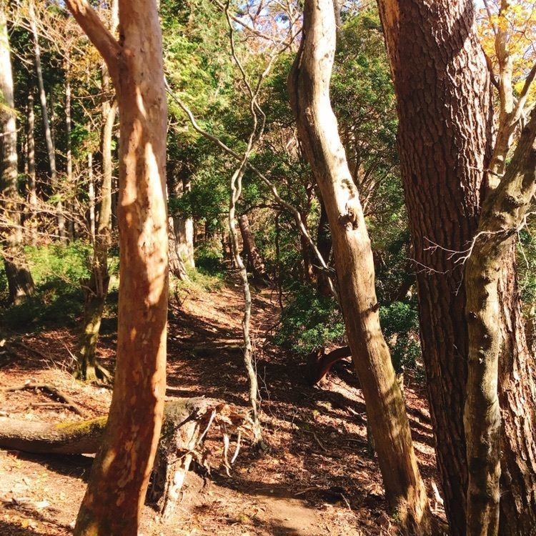 ひーちゃんさんが投稿した高見山に関する口コミの画像