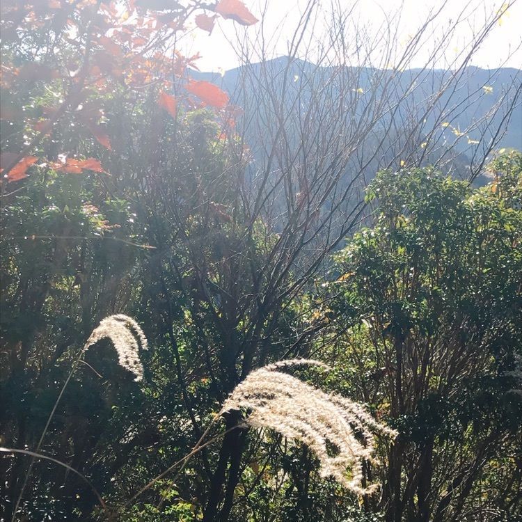 ひーちゃんさんが投稿した高見山に関する口コミの画像