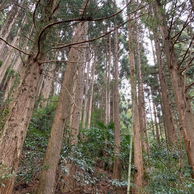 Fumieさんが投稿した鳥居杉に関する口コミの画像