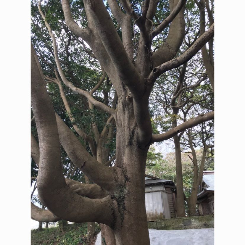 扇珠さんが投稿した画像の画像
