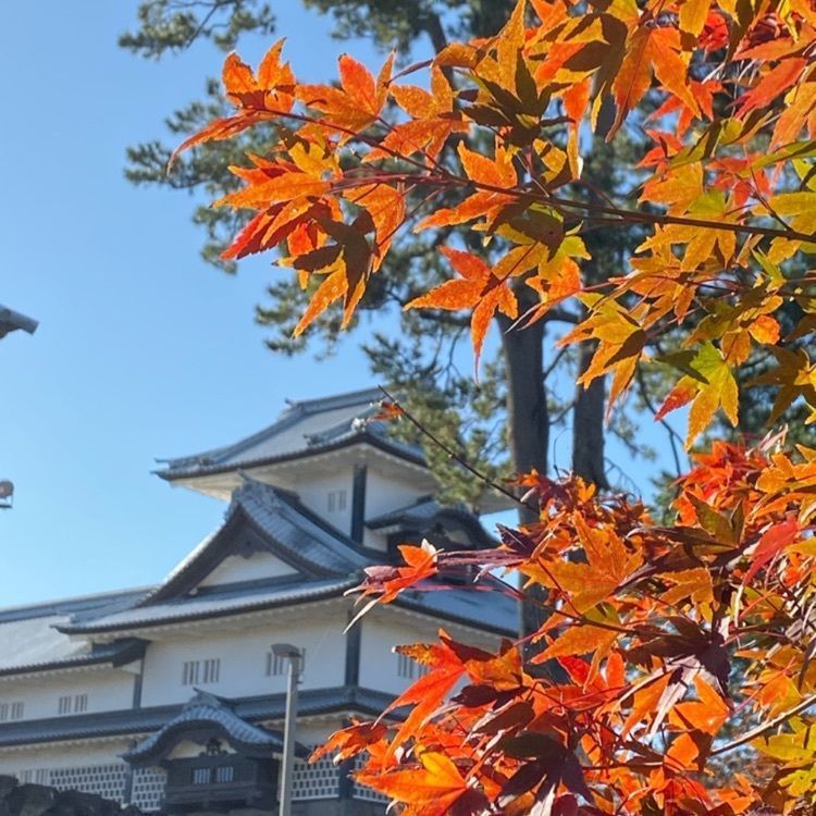 #金沢城 #金沢城公園 #山分け #紅葉 #山分け