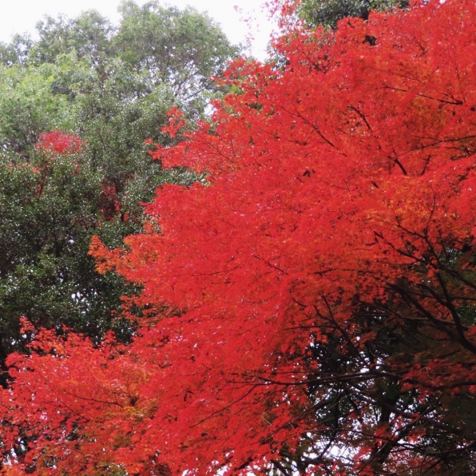 yoshiさんが投稿した画像の画像