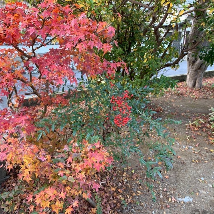 formal_cafeteria_8688さんが投稿した佐伯市城下町 観光交流館に関する口コミの画像