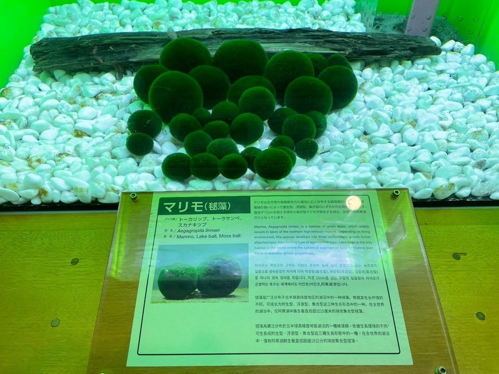 fumiさんが投稿した阿寒湖畔エコミュージアムセンターに関する口コミの画像