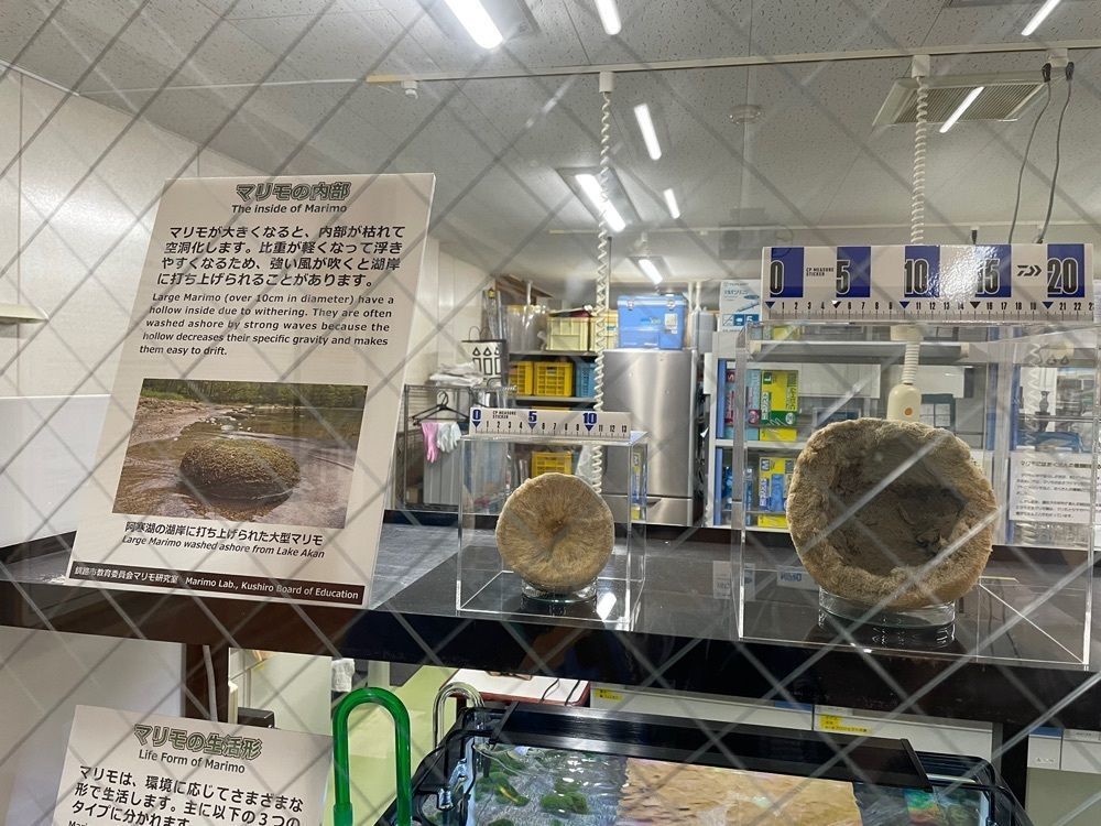 fumiさんが投稿した阿寒湖畔エコミュージアムセンターに関する口コミの画像