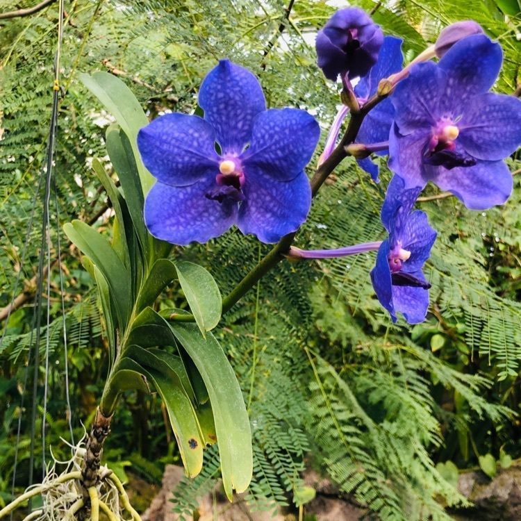wonderfulさんが投稿した茨城県植物園に関する口コミの画像