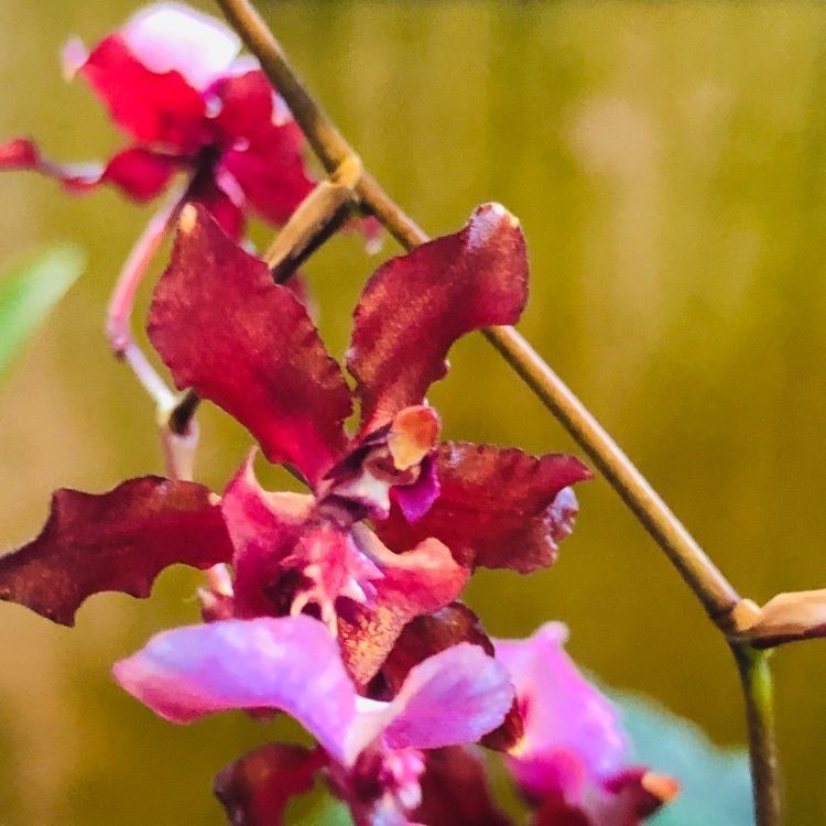wonderfulさんが投稿した茨城県植物園に関する口コミの画像