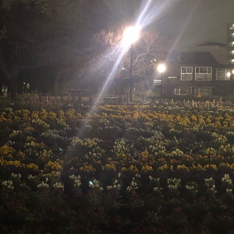 タッキーさんが投稿した芦花公園に関する口コミの画像