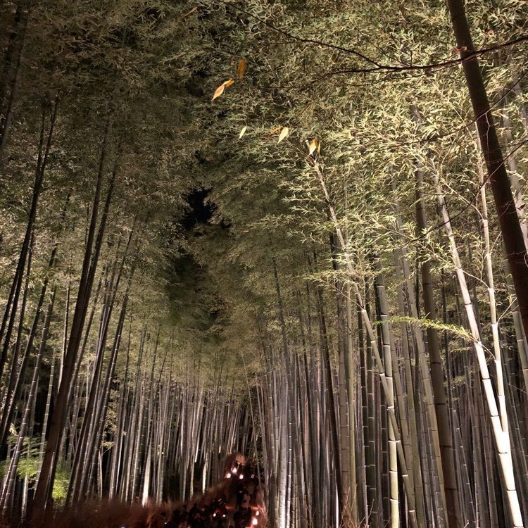 前サルさんが投稿した竹林の道に関する口コミの画像