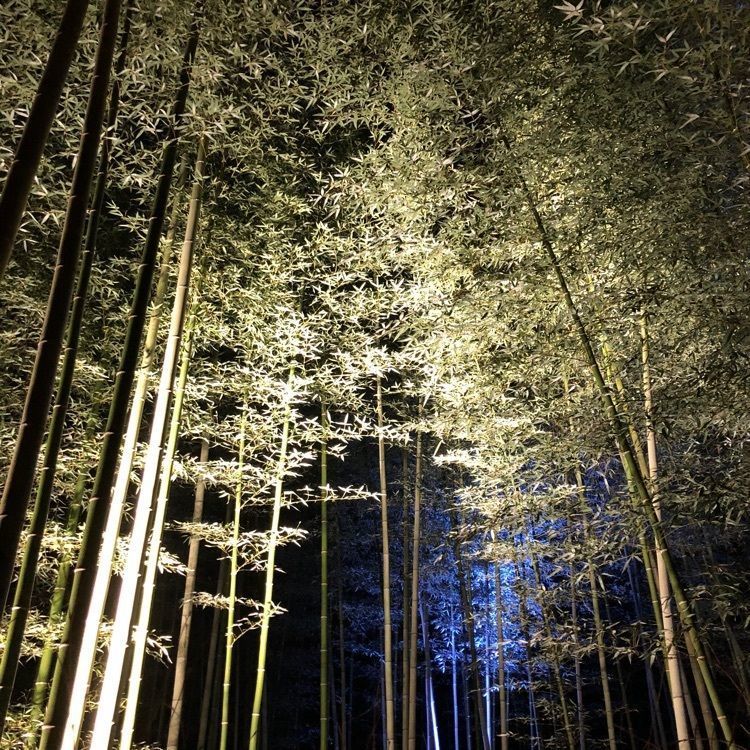 前サルさんが投稿した竹林の道に関する口コミの画像