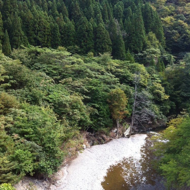 きのぴおさんが投稿した朽木渓谷に関する口コミの画像