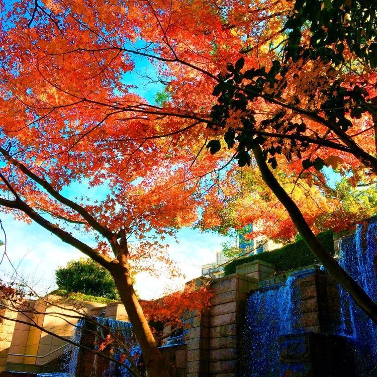 TeraKさんが投稿した御殿山庭園に関する口コミの画像