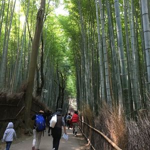 嵯峨野