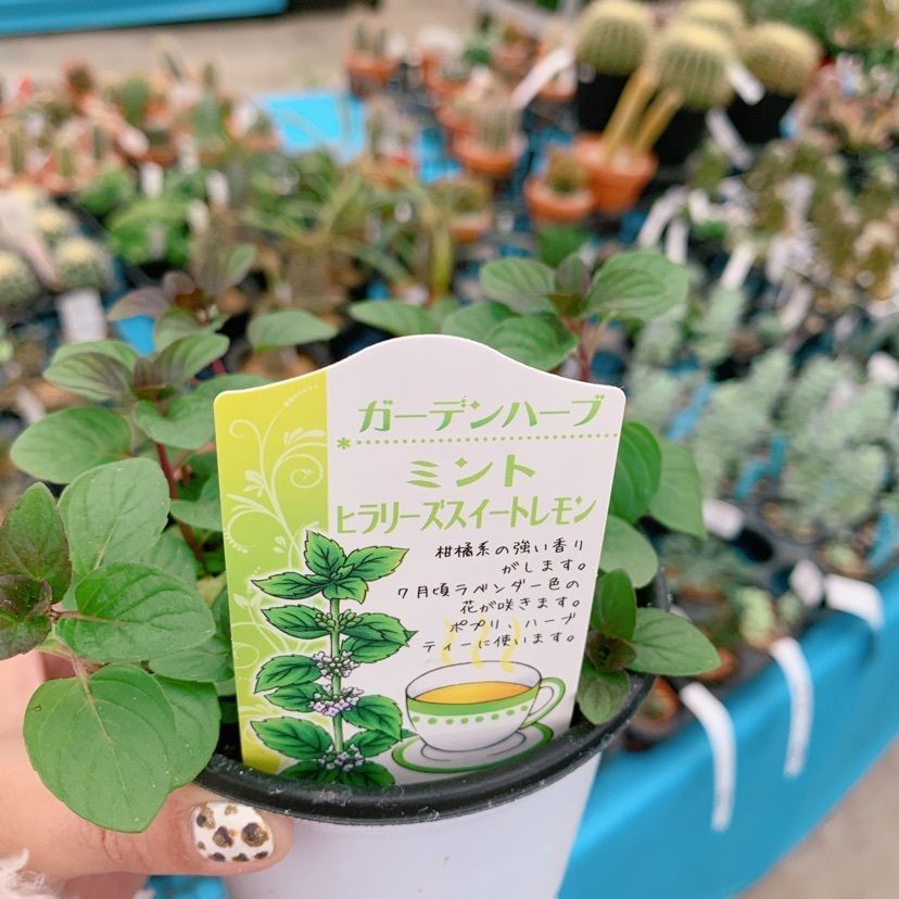 𓇼のんたん𓇼さんが投稿した国華園 和泉本店（コッカエン）に関する口コミの画像