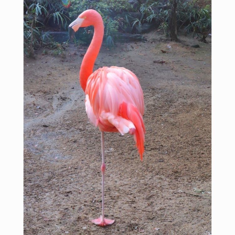 mt0130さんが投稿した到津の森公園に関する口コミの画像