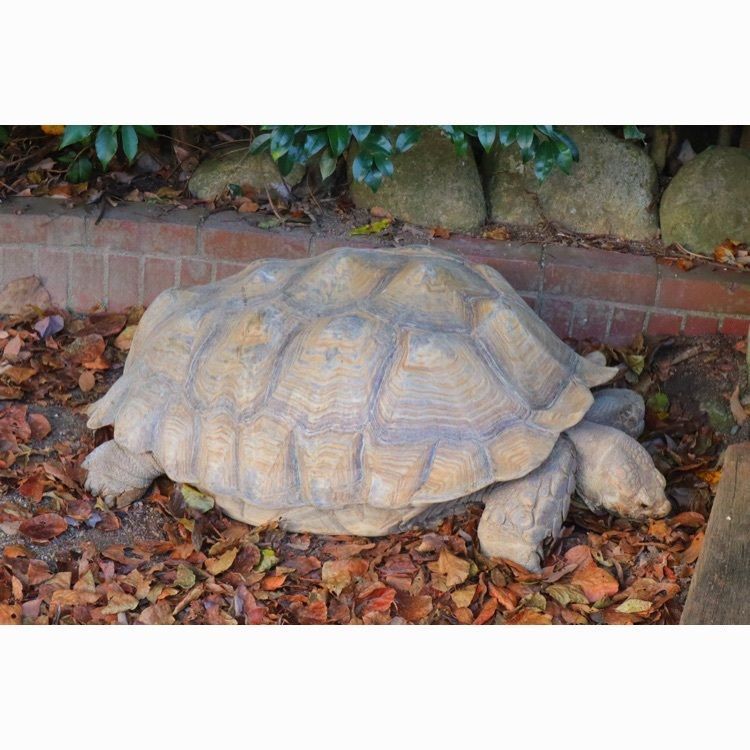 mt0130さんが投稿した到津の森公園に関する口コミの画像