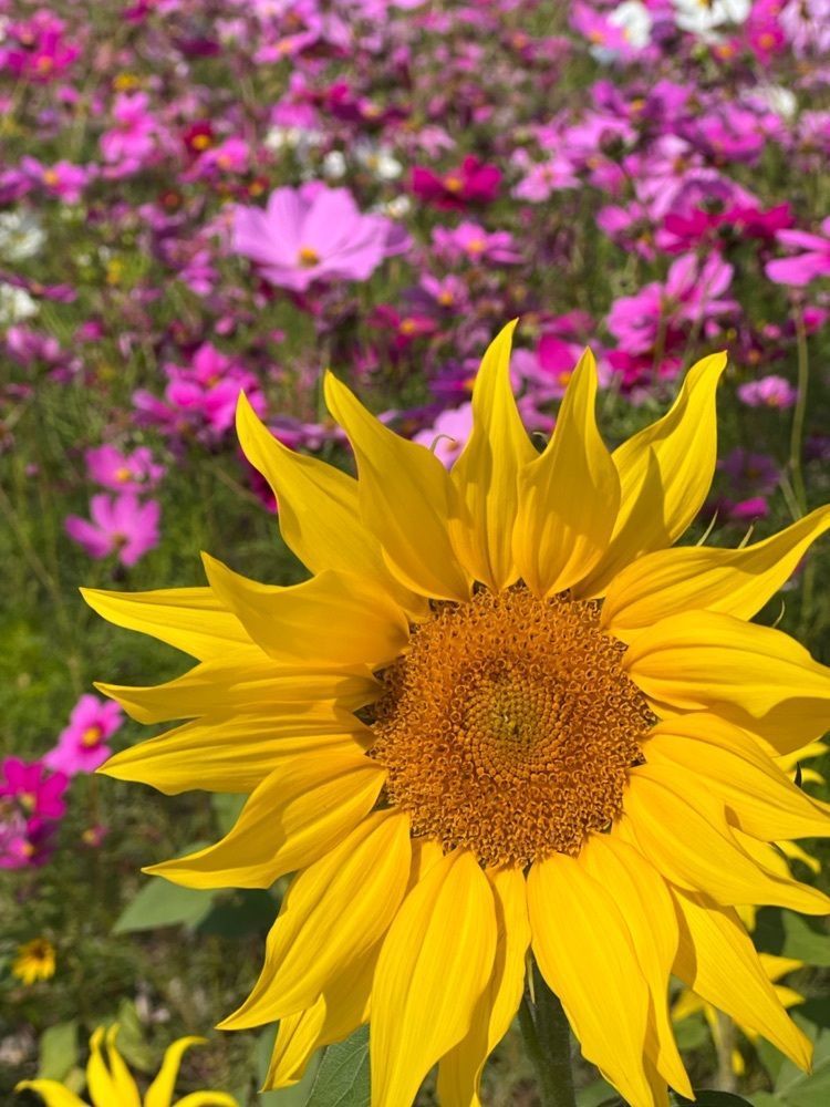 surumeさんが投稿した佐賀市役所　ひょうたん島公園・クリーク公園に関する口コミの画像