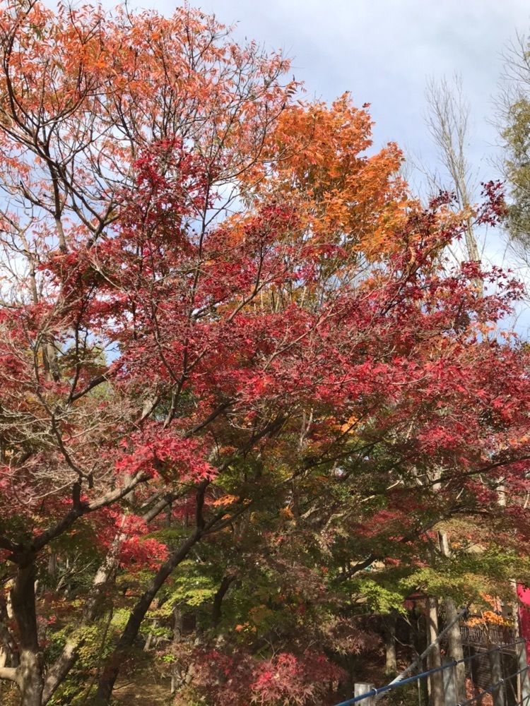 brave777さんが投稿した北播磨余暇村公園に関する口コミの画像