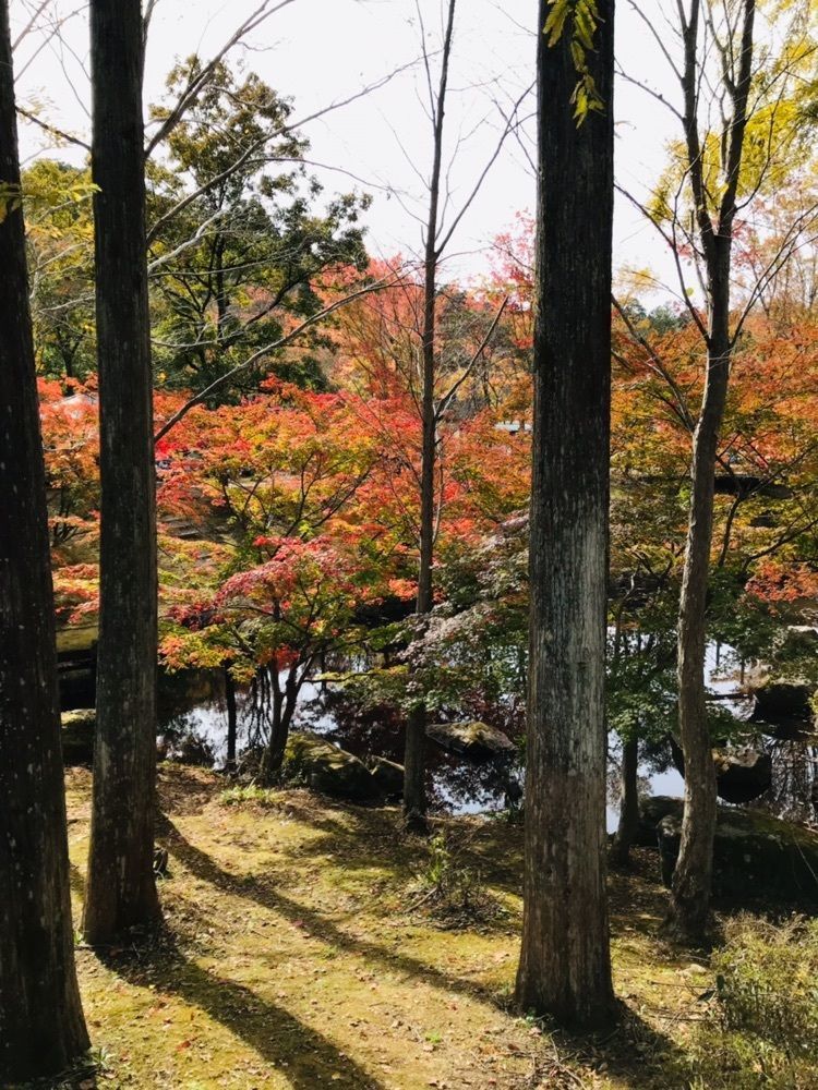 brave777さんが投稿した北播磨余暇村公園に関する口コミの画像