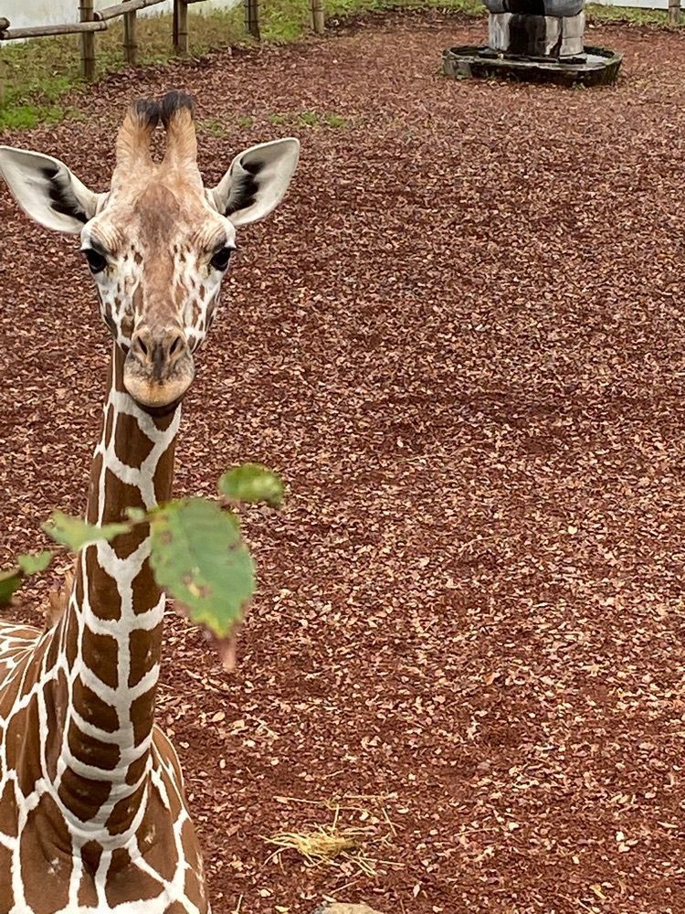 haruさんが投稿した多摩動物公園 コアラ下売店に関する口コミの画像