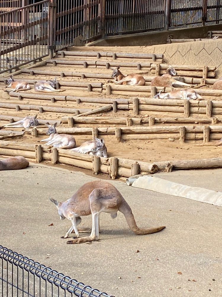 haruさんが投稿した多摩動物公園 コアラ下売店に関する口コミの画像