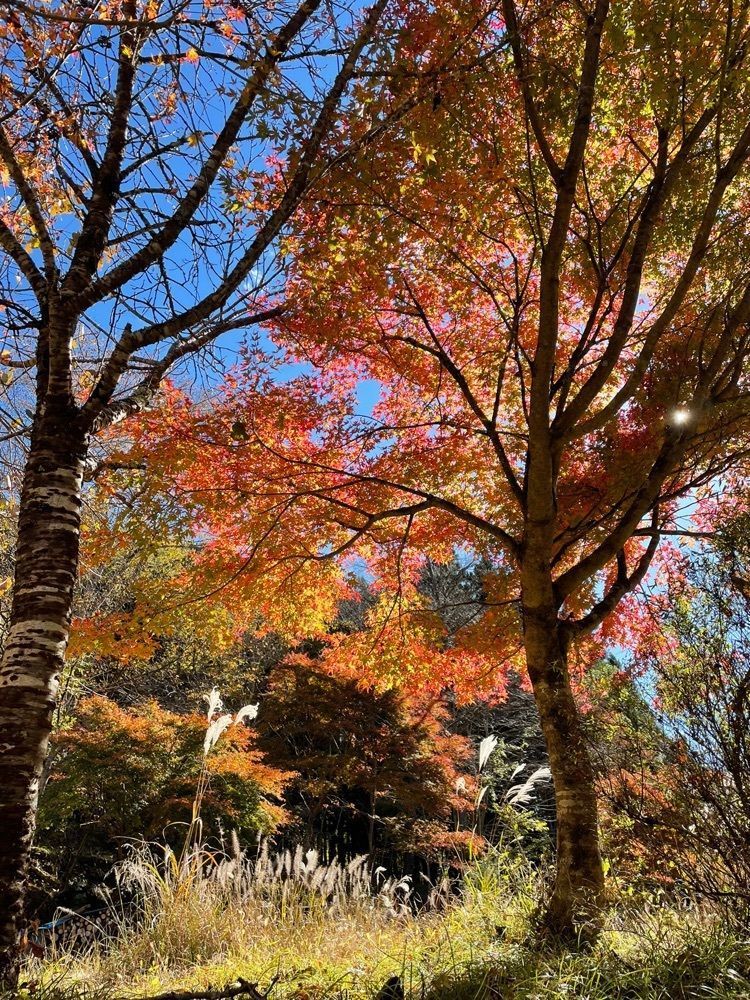 maaasanさんが投稿した大芦渓谷に関する口コミの画像