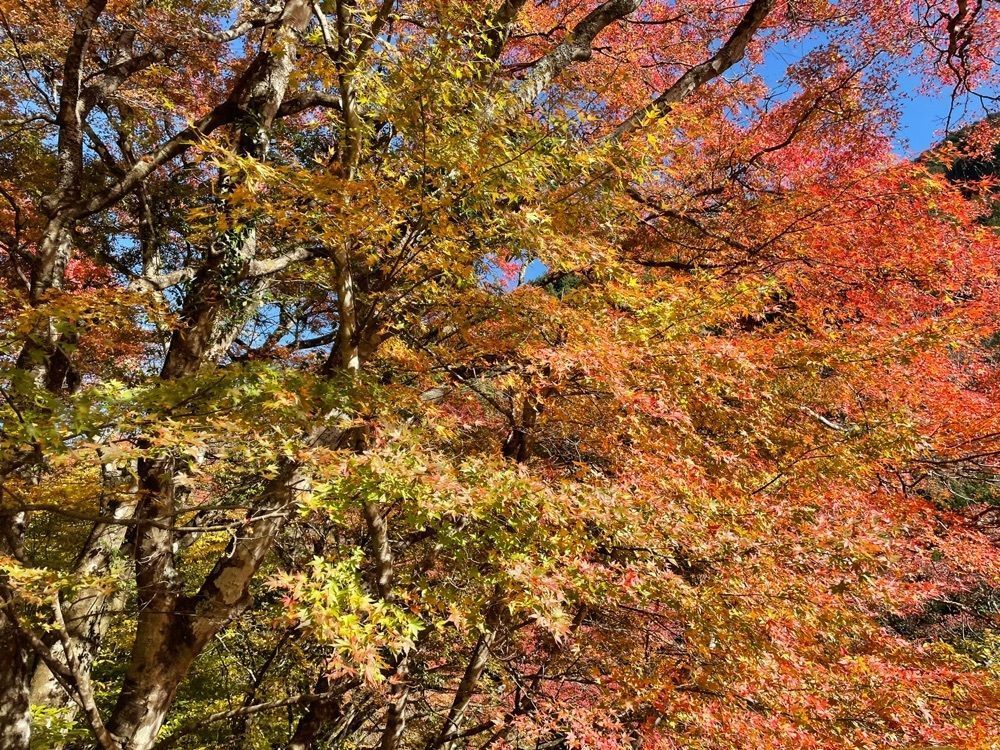 maaasanさんが投稿した大芦渓谷に関する口コミの画像