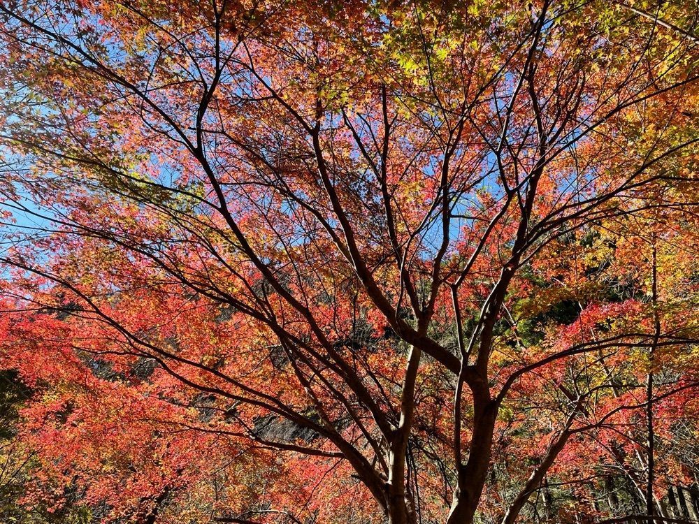 maaasanさんが投稿した大芦渓谷に関する口コミの画像