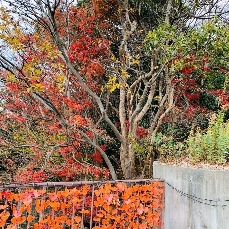 だるま大使さんが投稿したラバーズヒル（恋人たちの丘）に関する口コミの画像