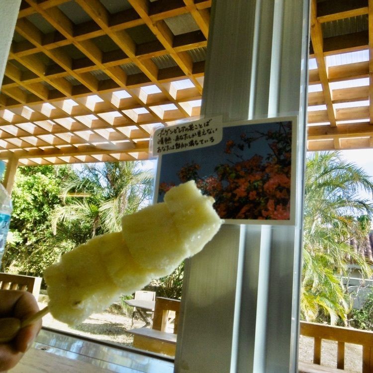 なんさんが投稿した亜熱帯植物楽園由布島に関する口コミの画像