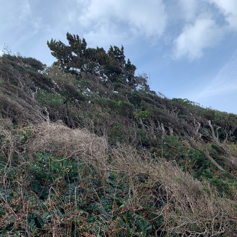 メリーさんが投稿した旧陸軍砲台跡に関する口コミの画像