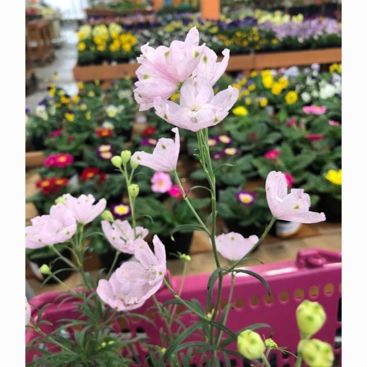 花❁⃘華  さんが投稿したファーマーズマーケット いよっこらに関する口コミの画像