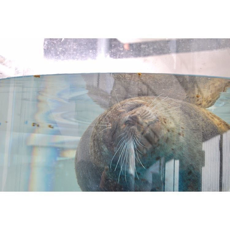 #京都 #京都水族館 #水族館 #アザラシ #寝顔 #kyoto