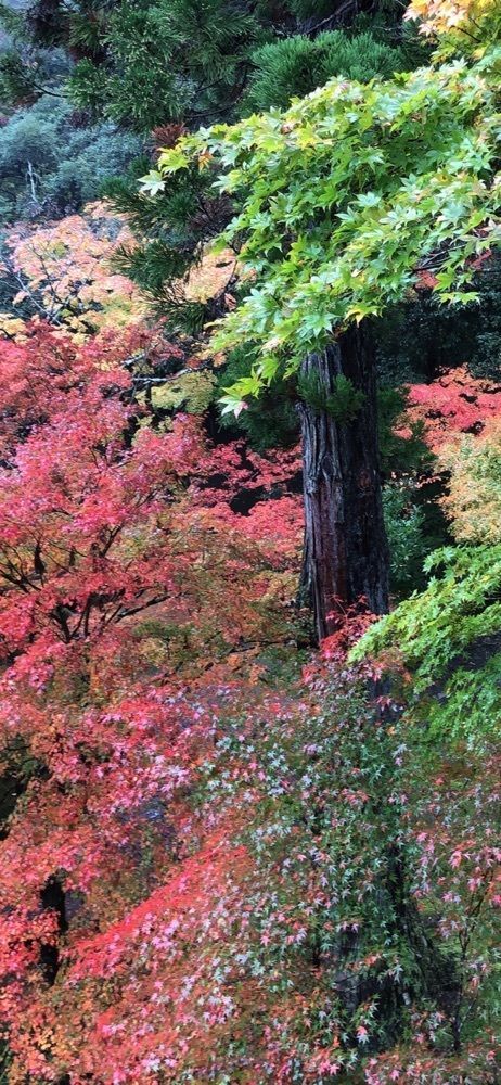 nicanさんが投稿した那谷寺庫裡庭園に関する口コミの画像
