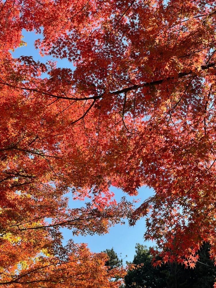 nostalgic_hiking_bca8さんが投稿した上田城跡公園ケヤキ並木に関する口コミの画像