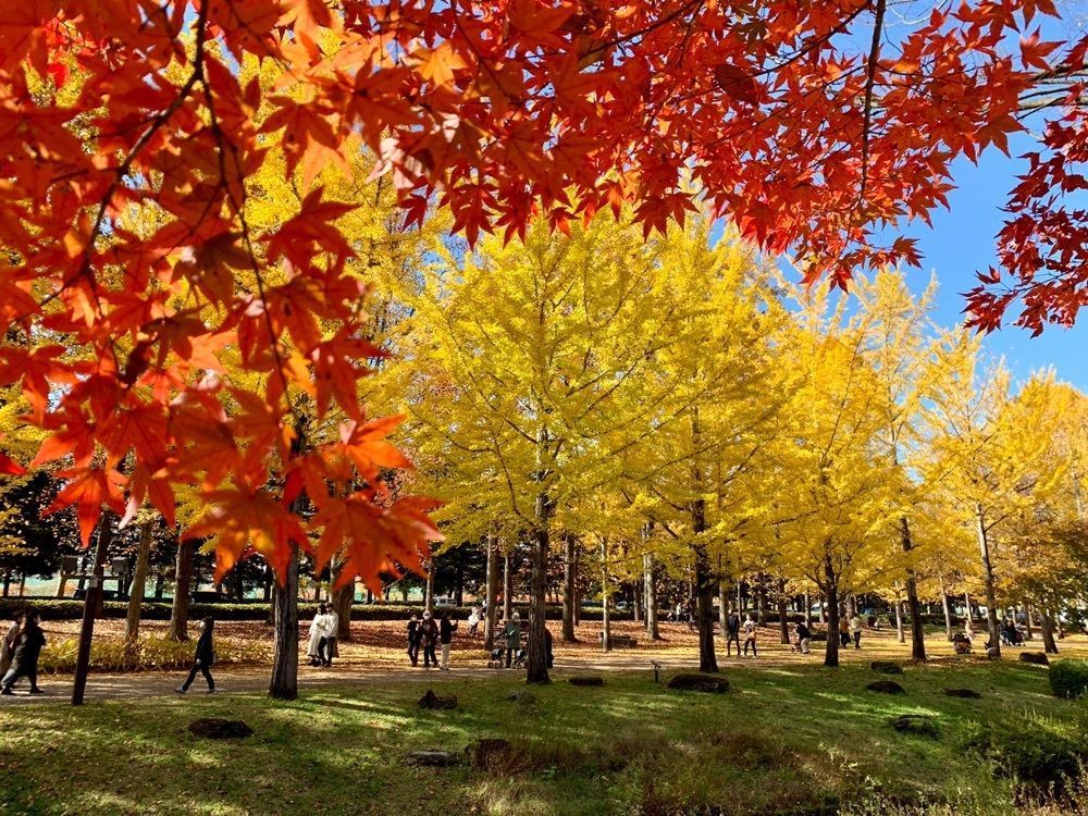 namake saruさんが投稿した公園レストラン（公園カフェテラス Park Cafe Terrace）に関する口コミの画像